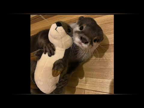 (FREE) HYPERPUNK X HYPERPOP TYPE BEAT "cute" (prod. XdenTrapBeats x Irlshitbih)