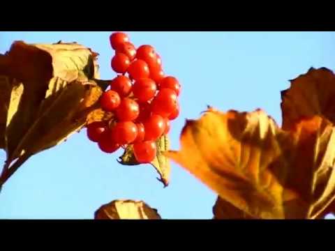 Золотая осень ноябрь 2019