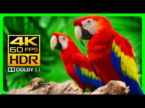 Stunning Macaw Parrots in 4K HDR 60fps | Soothing Forest Sounds for Relaxation
