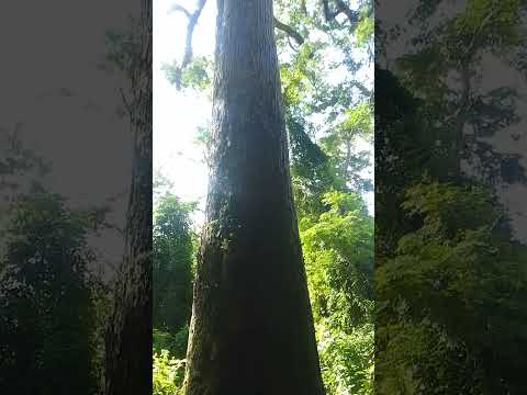 jequitibá  rosa  Divisa Nova em minas gerais 😍😍😍😍 natureza é lida demais !!!