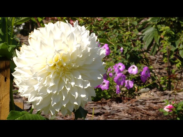 Важны и цветы, и богатый урожай