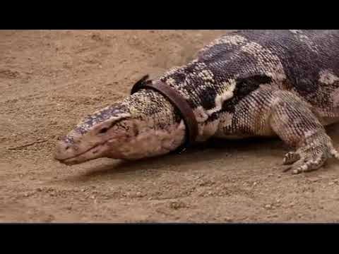 Jessie Saison 2 Episode 27 - Retrouvailles - 1ère Partie - 5/7