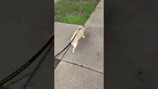 Video preview image #1 Mutt Puppy For Sale in Boonton, NJ, USA