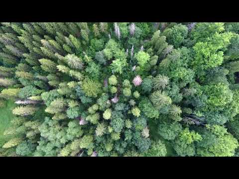 Pienininy z Lotu Ptaka / Pieniny Mountains in Poland (aerial video, drone)
