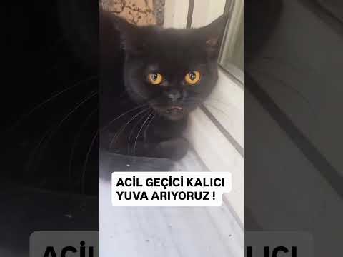 Sahipleri taşınıp gitti o ise terk edildiği evin pencere eşiğinde çaresizce içeri girmeye çalışıyor