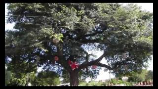 preview picture of video 'Árvore de Faxinal'