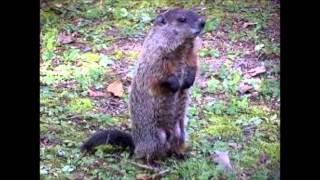 The Browns-Groundhog