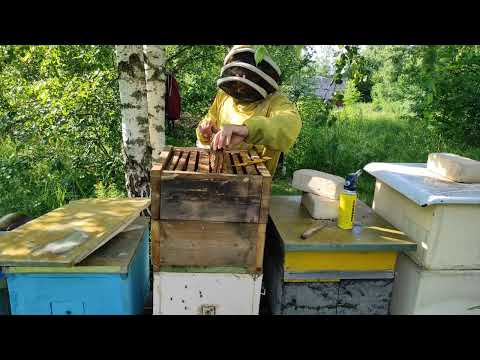 Пчеловодство.Медоносная база.Что с главным взятком.Ревизия по мёду #Пчеловодство #медосбор