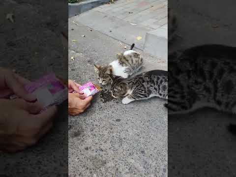 Gray kitten goes crazy when she is hungry and doesn't let others eat.