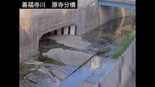 杉並区　善福寺川　原寺分橋　ライブカメラ