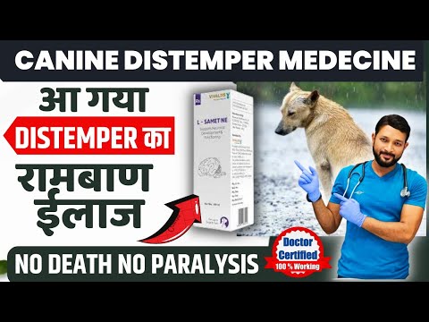 Canine Distemper Treatment At Home In Dogs | Symptoms | Recovery | Dog Distemper Treatment In Hindi