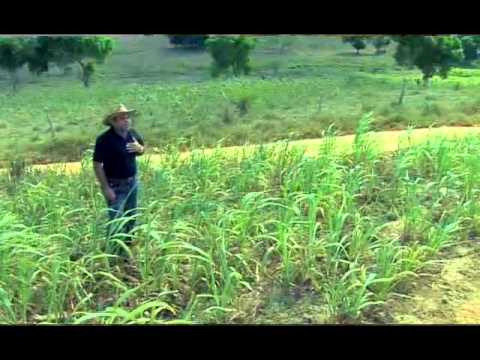 Toinho de Aripibú - Criado Na Roça