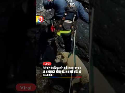 Héroes en Boyacá: así rescataron a una perrita atrapada en peligrosas cascadas