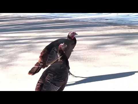 KJ's What Happened? (2/7/26)