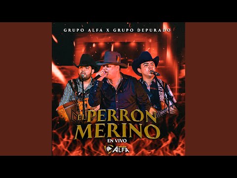 El Perron Merino (En Vivo)