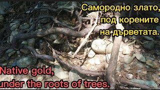 Washing of native gold , located under the roots of trees in the river