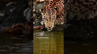 leopard drinking water whatsapp status video  vide