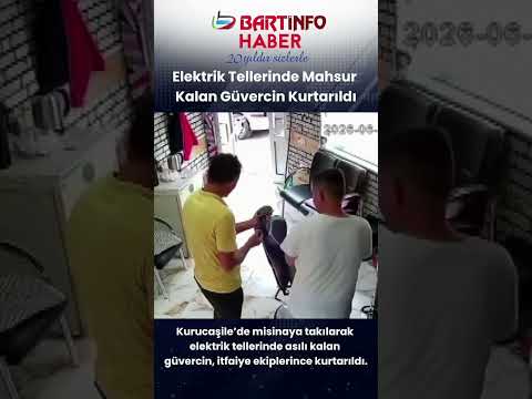 Elektrik Tellerinde Mahsur Kalan  Güvercin Kurtarıldı 🕊️ #bartın #sondakika #haber
