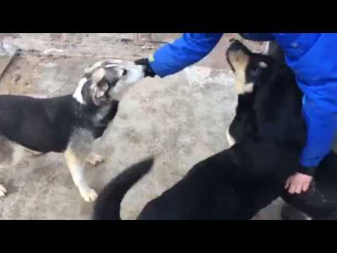 REBECCA - Baile Herculane 20.02.2017