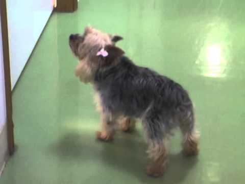 Primary Tracheal Collapse#10-DAY448-Being well!