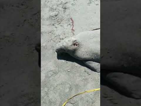 Peixe-boi é encontrado morto na praia de Areias Alvas, em Grossos/RN