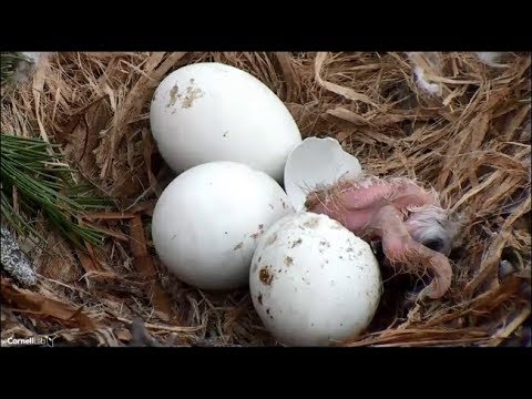 Cornell Red Tailed Hawk Cam ~ First Hatch Of Red-Tailed Hawk AMAZING Closeups 4.29.19