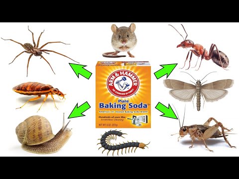 , title : 'How to Use Baking Soda to Get Rid of Pests- COCKROACHES, FLEAS, ANTS, MOTHS, MICE/RATS, SPIDERS, etc'