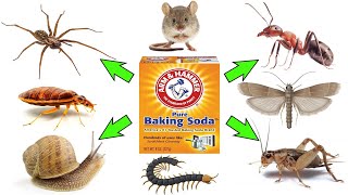 How to Use Baking Soda to Get Rid of Pests- COCKROACHES, FLEAS, ANTS, MOTHS, MICE/RATS, SPIDERS, etc