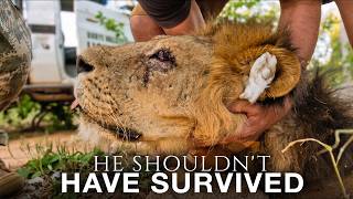 This Lion Survived What Kills Most of His Kind