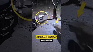 Download lagu DOG FIGHTING LEOPARD #videoshort #shorts #animal mp3