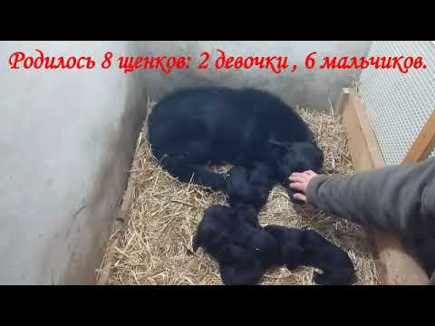 Щенки немецкой овчарки питомника «Schwarzer Fluss», рабочая линия, черного окраса.