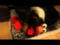 Fluffy Puppy Tickling Elmo
