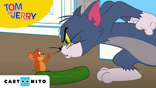 Tom și Jerry  Castravetofobia  Cartoonito