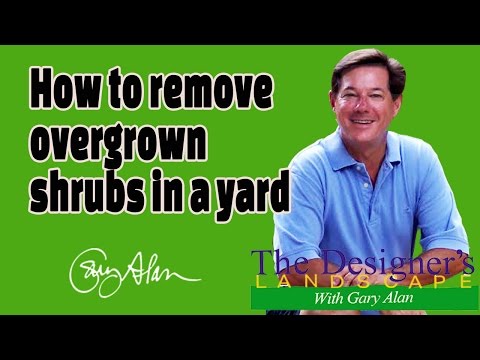 How to remove overgrown shrubs from a yard Designers Landscape#617
