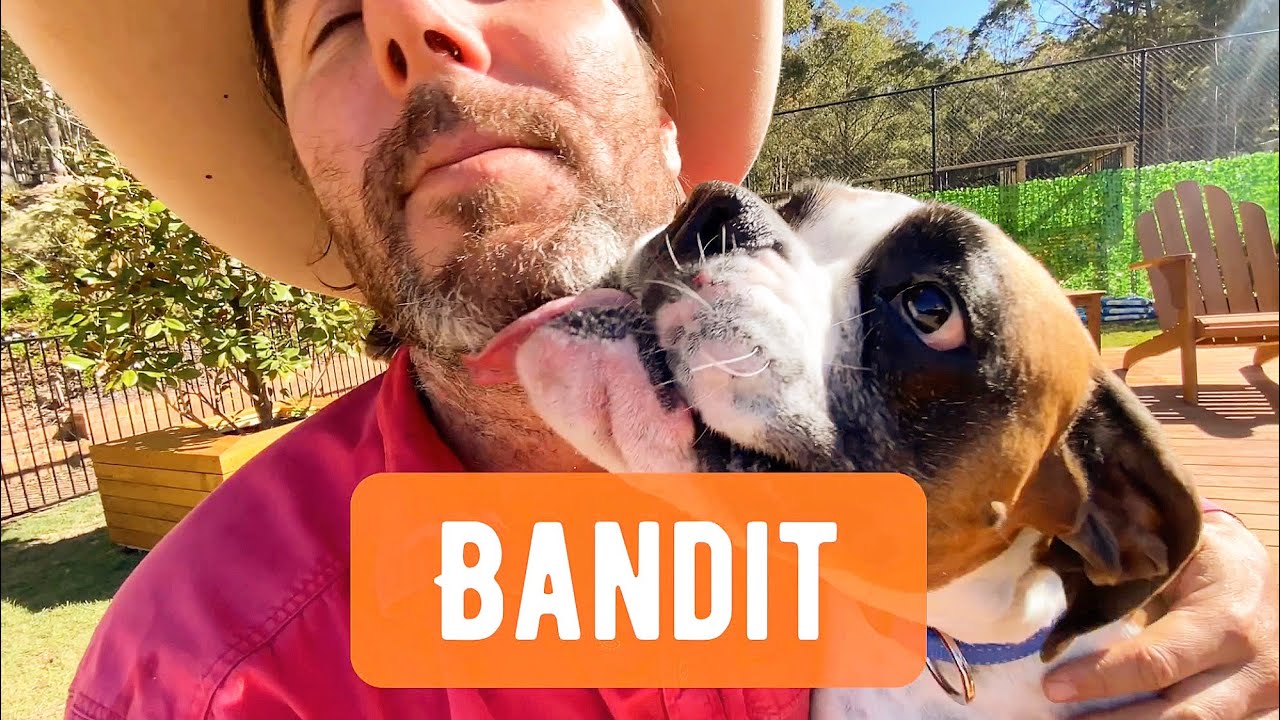 Bandit the Boxer