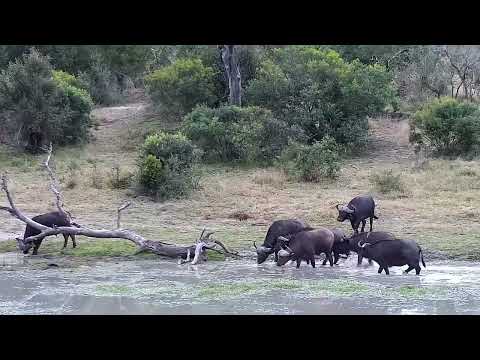 Djuma: Buffalo herd-Pt:1 - 07:31 - 07/25/2022
