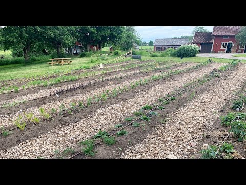 Droppbevattning odlingsbäddar - snittblommor.
