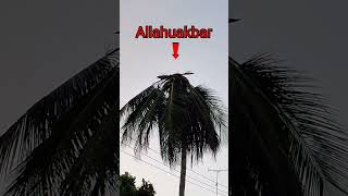 Download lagu allahuakbar‼️dahsyatnya bekas sambaran petir ⚡ pohon kelapa hingga tersisa seperti ini#shorts mp3