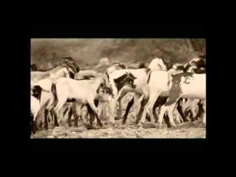 eritrean music bilen sefelal by mehret zerhans