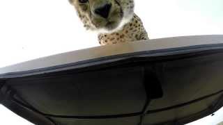 2 Cheetahs on our car - Biting/licking/pawing my GoPro -Serengeti 2014