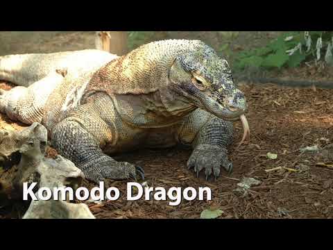 Komodo Dragon Sounds