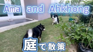 犬と孫と散歩