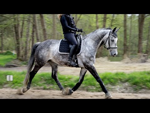 Dressurpferd muss lernen keine Gewalt mehr gegen seine Reiter einzusetzen -Unstimmigkeiten aussitzen
