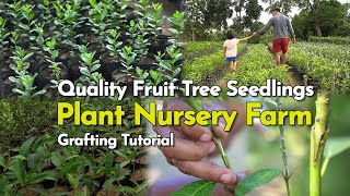 Quality Fruit Tree Seedlings, Plant Nursery Farm, Grafting Tutorial