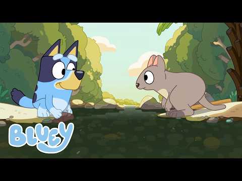 A primavera chegou 💙🌸 | 35 minutos de alegria primaveril | Bluey Português Brasil Canal Oficial