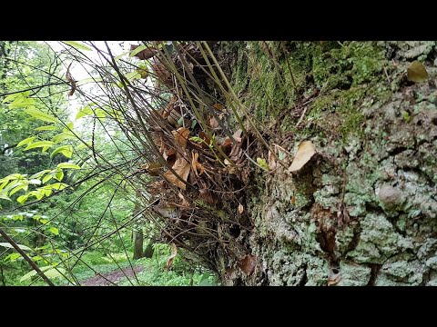 30 Gourmands - Wasserreiser - Epicormic shoots