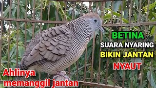 Download lagu Suara Perkutut BETINA memanggil Jantan - suara NYARING GACOR bikin jantan ikut manggung mp3 Download lagu Suara Perkutut BETINA memanggil Jantan - suara NYARING GACOR bikin jantan ikut manggung mp3