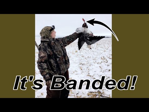 jump-shooting-over-10000-snow-geese-shot-a-banded-goose
