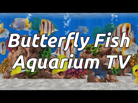 Butterfly Fish Aquarium TV Video