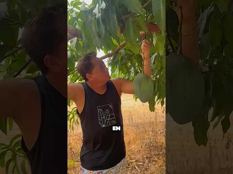 A fazenda do cantor Leonardo